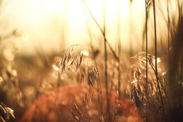 Golden wheat on the sunset - landscape