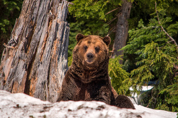 Grizzly bear standing on snow