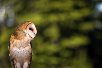 Barn Owl