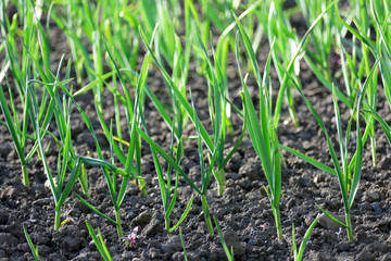 Sprouts of young garlic on the bed