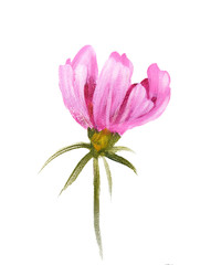 Pink cosmos flower. Oil painting on Canvas. Isolated on white background