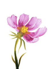 Pink cosmos flower. Oil painting on Canvas. Isolated on white background