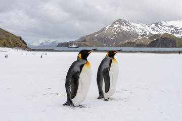 King penguins on South Georgia island