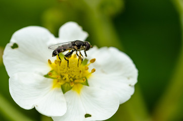 The insect pollinates the flower