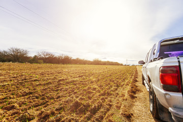Pick up truck from behind with field planted with oats - obrazy, fototapety, plakaty