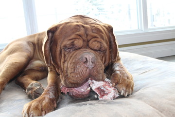 dog chewing on raw bone
