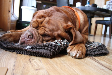 dog sleeping on mat