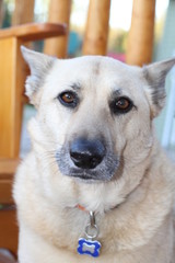 dog with ears down