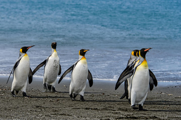 Naklejka na ściany i meble King penguins on South Georgia island