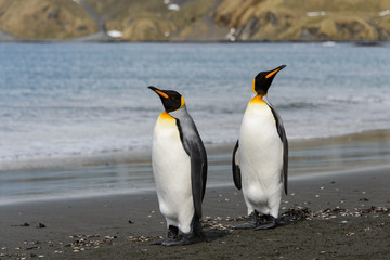 King penguins on South Georgia island