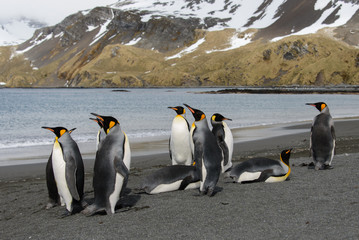Fototapeta premium King penguins on South Georgia island