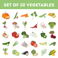 Vegetables illustration set.