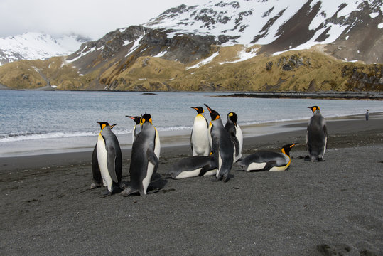 King penguins on South Georgia island