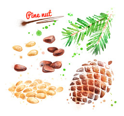 Watercolor illustration of pine nut