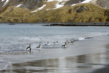 King penguins on South Georgia island