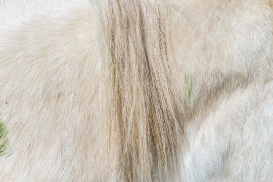 Macro closeup of a white horse's fur with horsehair