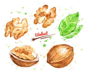 Watercolor illustration of walnut