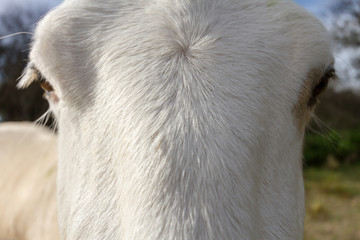Close-up macro of horse face looking at camera