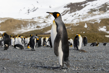 King penguins on South Georgia island