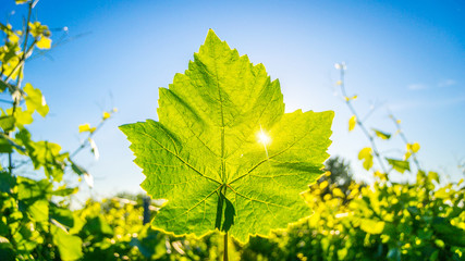 Vine Leaf 