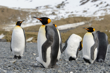 Fototapeta premium King penguins on South Georgia island