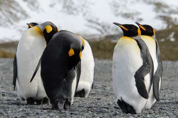 Fototapeta premium King penguins on South Georgia island