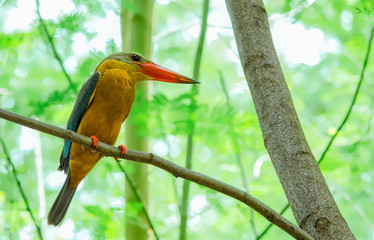 Stork-billed Kingfisher,bird,eat fish,Blue wing,Red mout,animal,natue,