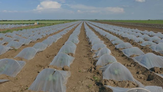 Field of watermelon or melon plants under small protective plastic greenhouses