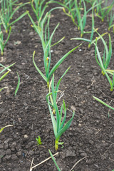 Onion on the garden bed. Selective focus.