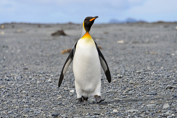 Fototapeta premium King penguins on South Georgia island