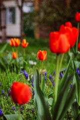 Obraz premium Alley of red tulips during flowering in a garden among flowers