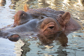 hippopotamus