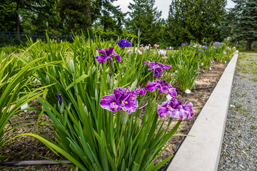 Iris Flower Garden