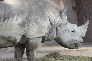 Naklejka premium mammal