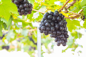 Black Grapes in the vineyard