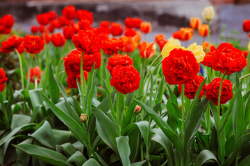 Alley of red tulips during flowering in a garden among flowers