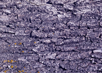 Tree bark texture in blue tone
