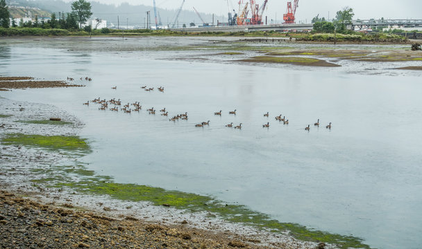 Birds And Granes