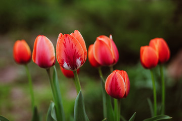 Alley of red tulips during flowering in a garden among flowers