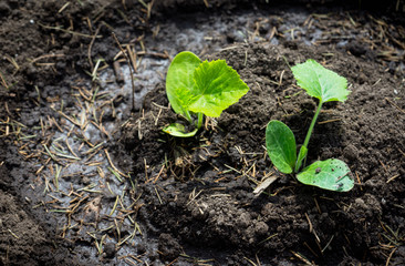 Planting squash in the garden