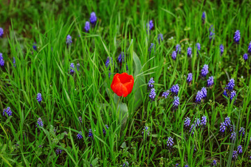 Blossoming tulip among flowers