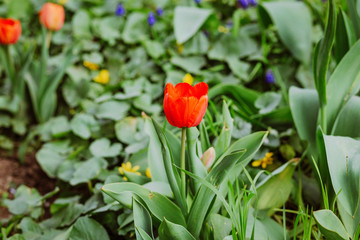 Blossoming tulip among flowers