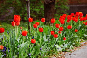 Alley of red tulips during flowering in a garden 