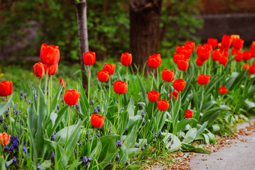 Obraz premium Alley of red tulips during flowering in a garden 