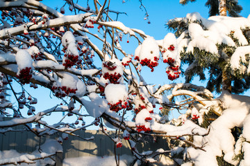 Rowan tree with red berries in a village