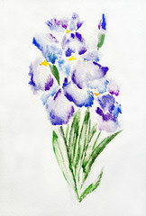 Image of  blue and purple irises watercolor painting