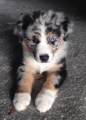 Australian Shepherd Puppy