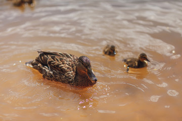 duck and Chicks ducklings swimming in the river