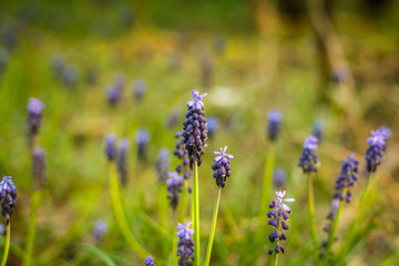 Hyacinths in the forest with bright violet paints