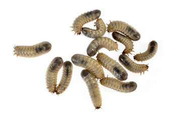 Engerlinge als Freisteller